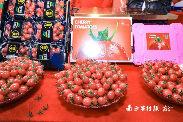 活動(dòng)現(xiàn)場(chǎng)，遂溪千禧果深受與會(huì)嘉賓的喜愛  南方農(nóng)村報(bào) 吳秒衡 拍攝