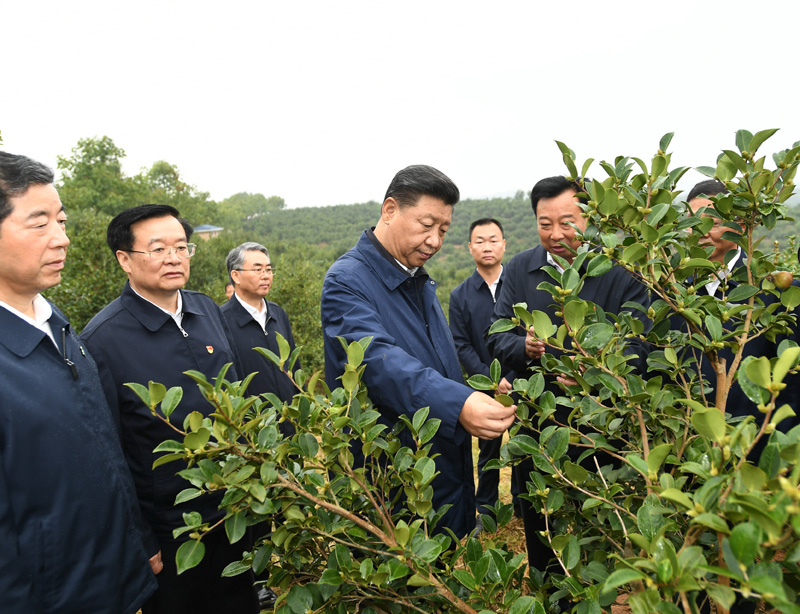 　　9月16日至18日，中共中央總書記、國(guó)家主席、中央軍委主席習(xí)近平在河南考察。這是17日上午，習(xí)近平來到信陽市光山縣槐店鄉(xiāng)司馬光油茶園，實(shí)地察看油茶樹種植和掛果情況。新華社記者 謝環(huán)馳 攝